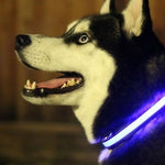 LED Light Up Dog Collar